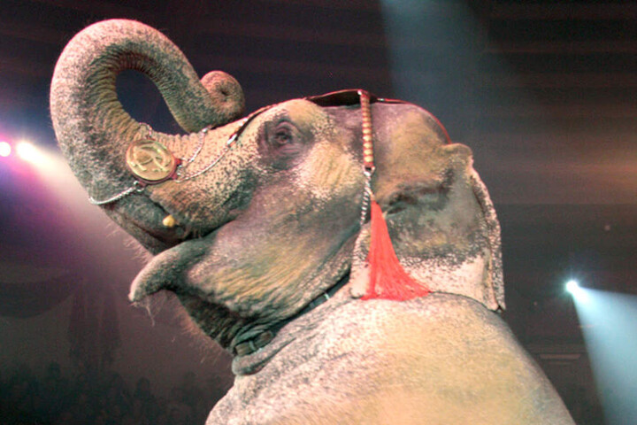 Die Show des Berliner Weihnachtscircus beinhaltet unter anderem Kunststücke mit Elefanten.