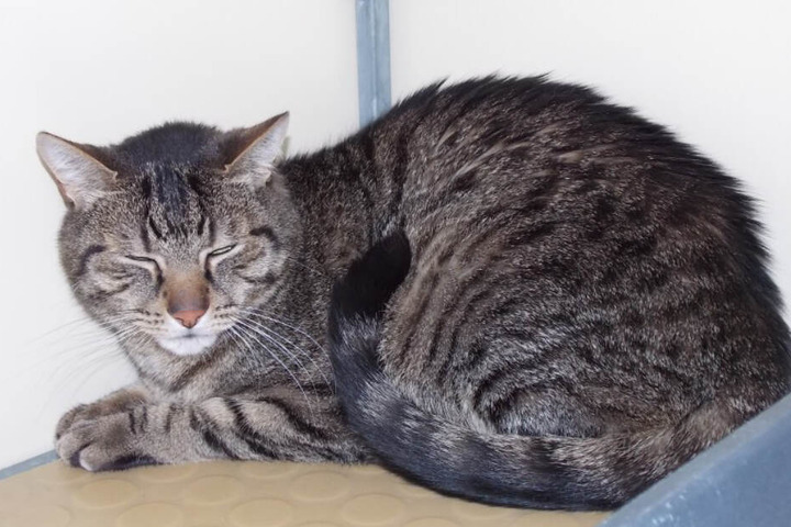 Kater Clooney ist eigentlich ein ganz lieber Kerl.