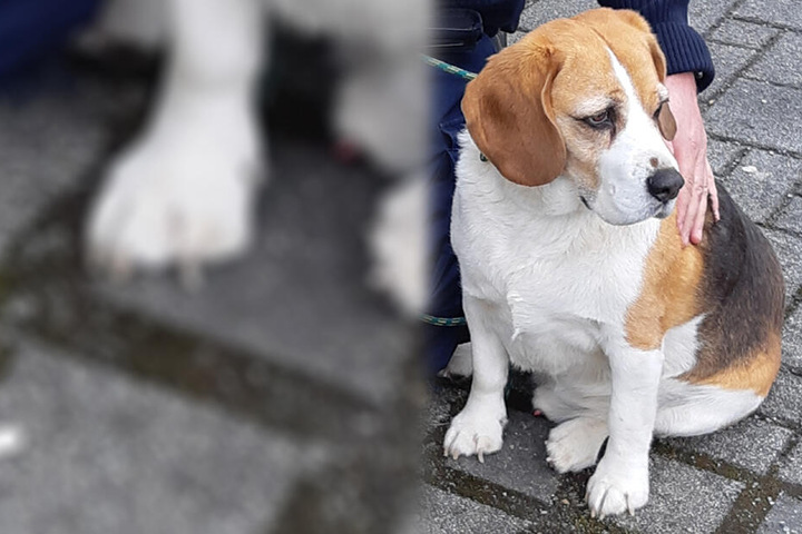 Beagle-Rambo wurde beim Schwarzfahren erwischt.