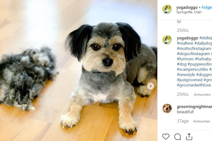 So sieht Scamper aus, wenn seine Hunde-Frise fertig ist.