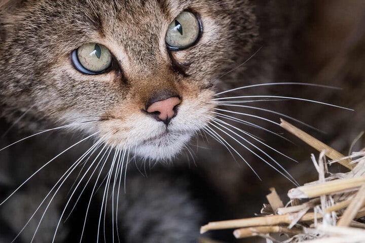 Auf die Spuren der Wildkatzen kann man sich am Samstag begeben.