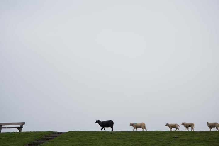 Ein schwarzes und vier weiße Schafe laufen auf der Insel Pellworm über einen Deich.