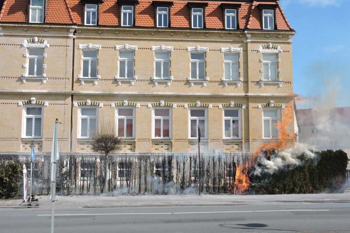 Wahrscheinlich war die Hecke durch Bauarbeiten an dem Fußweg ausgelöst worden.