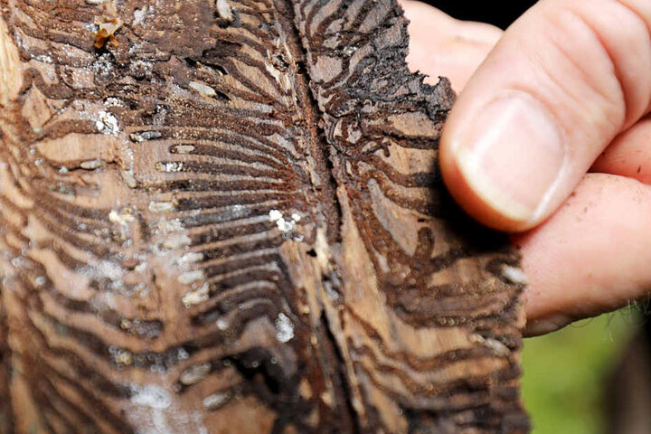 Ein Förster hält eine Baumrinde mit Spuren des Borkenkäfers in der Hand (Archivbild).