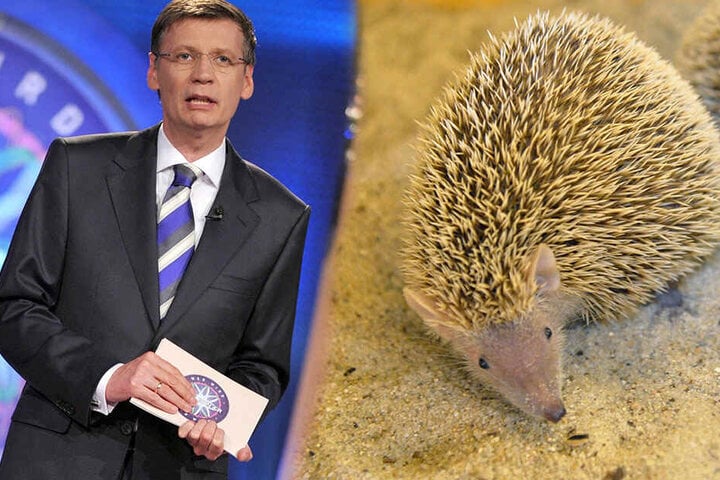 Kennt sich jetzt mit Igeln aus: Günther Jauch (62).