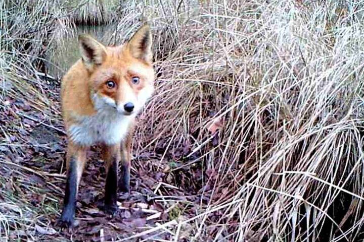 Achtung, Aufnahme! Da kann der Fuchs auch noch so verdutzt gucken.