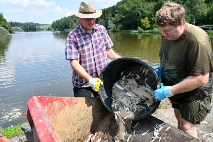 Rund 20 Tonnen Fisch schwammen im Stausee.