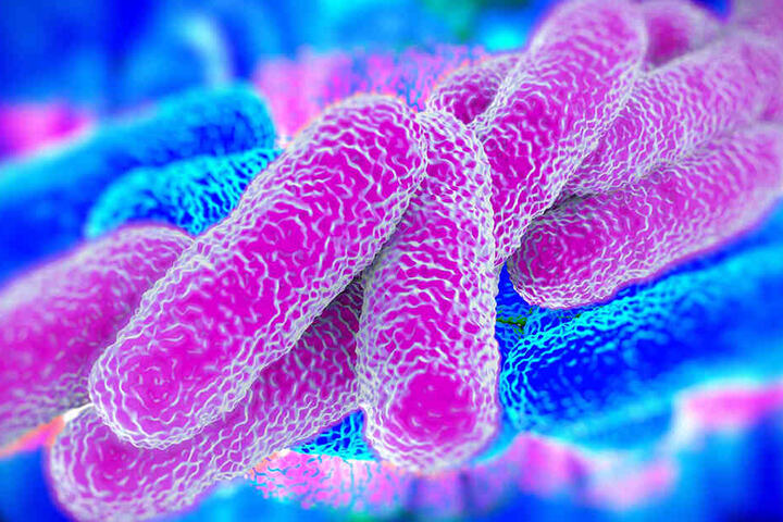 Das Stäbchen-Bakterium "Legionella pneumophila" kann eine gefährliche Lungenentzündung auslösen.