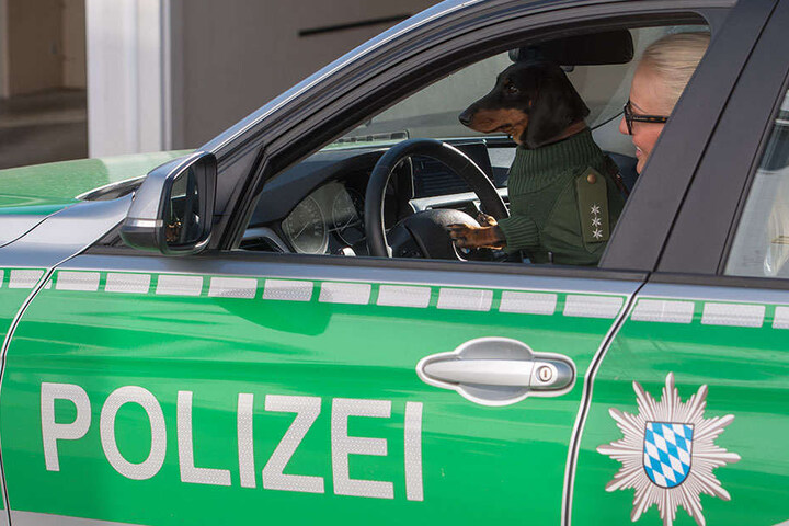 Herrchen ist übrigens Jäger, da passt die neue Kutte auch bestens.