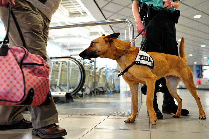Spürhunde sind eine wichtige Waffe im Kampf gegen Drogenschmuggel.