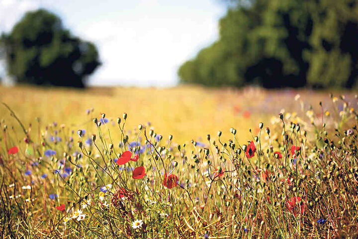 Kornblumen und Mohn dürfen auf diesem Acker im Sommer unbehelligt blühen.