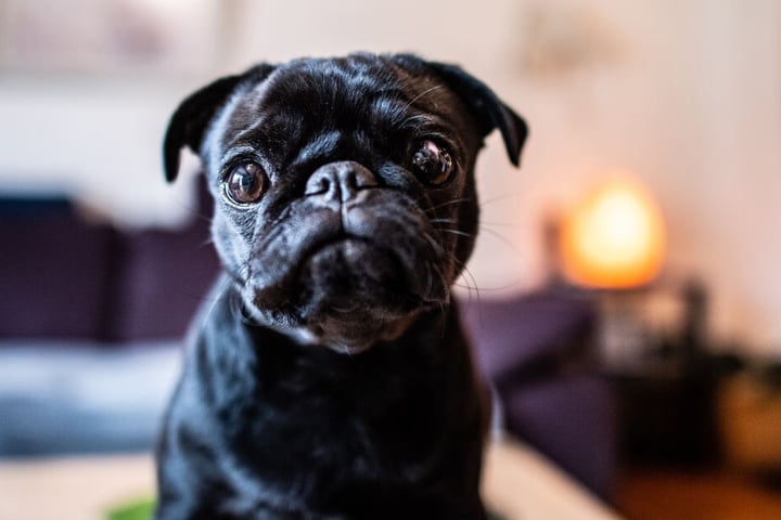 Die Mops Hündin "Edda".