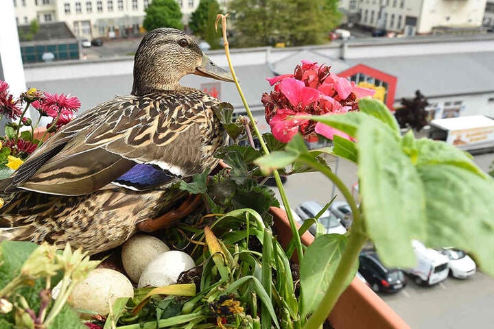„Nagnag“ hält den Blumenkasten im fünften Stock besetzt, brütet fünf Eier
aus.
