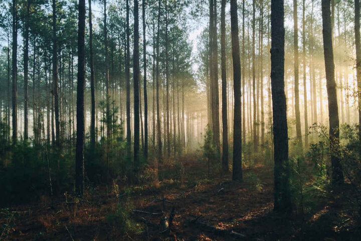 Die Babyleiche wurde in einem Wald in Stetten am kalten Markt entdeckt. (Symbolbild)