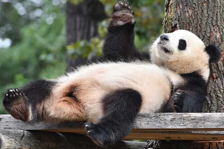 Im Berliner Zoo könnt Ihr niedliche Pandas bestaunen.