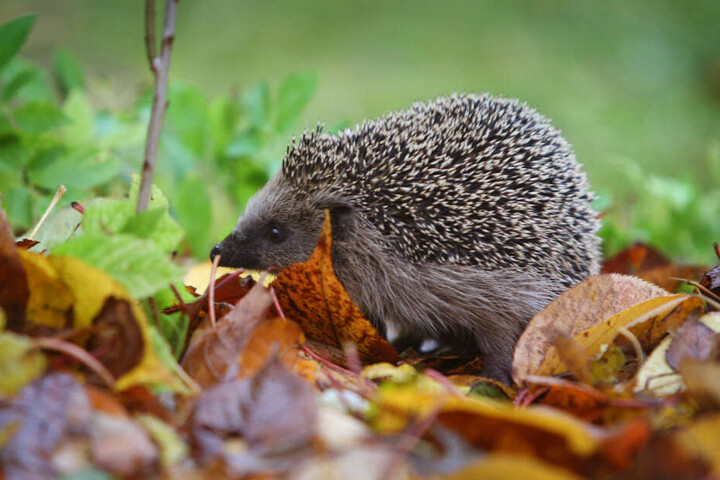 Die ertappten Igel waren lauter, als die Polizei erlaubt. (Symbolbild)