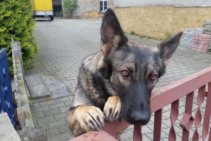 Dieser Hund bewacht jetzt das Grundstück.