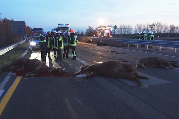 Sieben Tiere starben, drei Fahrer wurden verletzt.