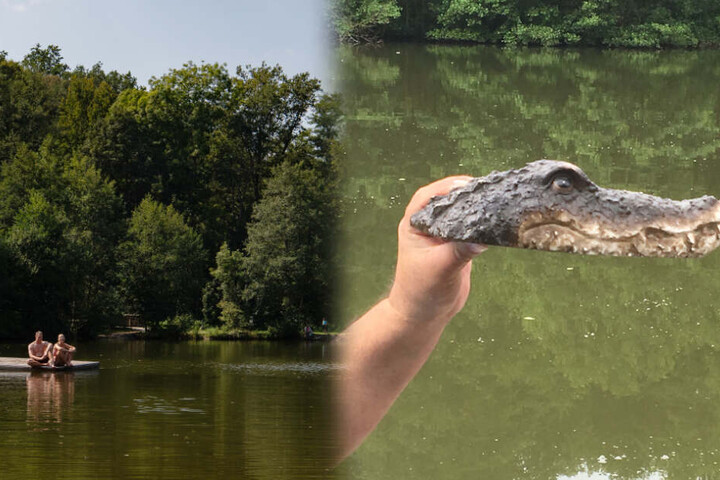 Die Attrappe eines Krokodilkopfes (rechts im Bild) wurde an den Bürgerseen in Kirchheim unter Teck gefunden und wandert jetzt ins Städtische Museum. (Fotomontage)