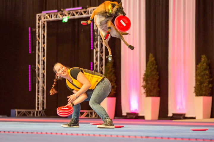 Happy (5), ein Belgischer Schäferhund, schnappt sich einen Frisbee.