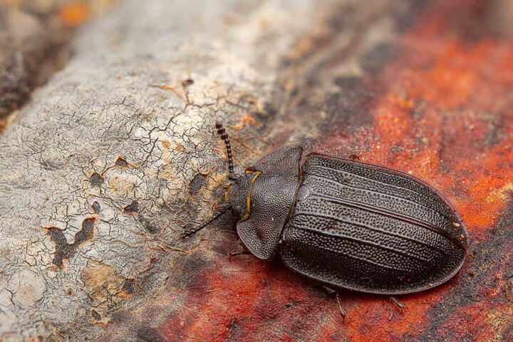 Im Nationalpark Bayerischer Wald ist der seltene Urwaldkäfer nach 113 Jahren nun wieder entdeckt worden. Er galt trotz verstärkter Forschung als in Bayern ausgestorben.