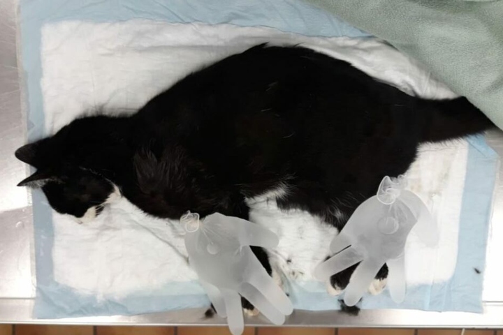 Eine Katze lag im Sterben, als die Tierschützer sie fanden, für sie kam jede Hilfe zu spät.