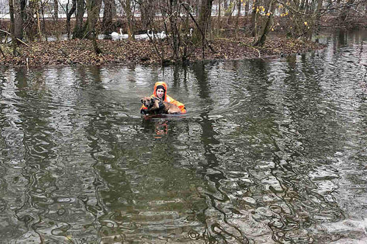 Mit einem Spezialanzug ausgerüstet, wagte sich ein Feuerwehrmann ins Wasser und begab sich zur Insel im Entenweiher.