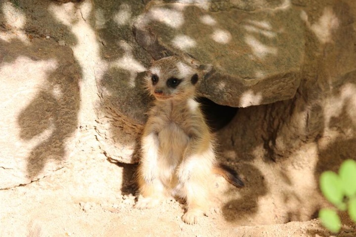 Das Baby-Erdmännchen genießt die Sonne im Gehege.