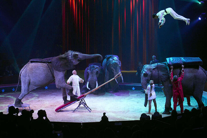 Wird es Elefanten-Shows wie diese in Bad Oeynhausen noch einmal geben?