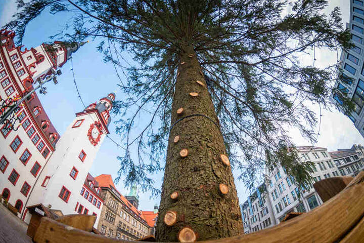 Der Chemnitzer Weihnachtsbaum hatte einige kahle Stellen, weil Äste während des Transportes abbrachen.