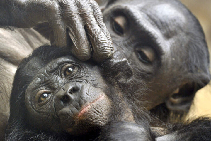 Am Todestag ging es dem Bonobo-Junges nicht gut (Symbolfoto).
