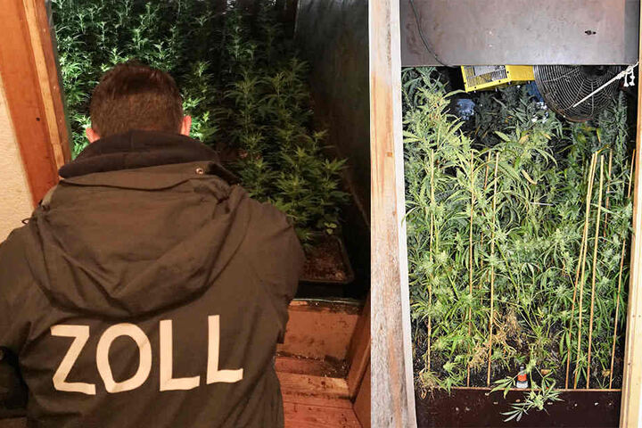 Wohin die Zollfahnder auch schauten. Überall schoss Marihuana empor.