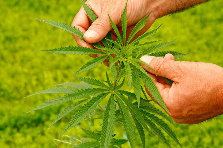 Vermehrt sucht Menschen mit Cannabis-Problemen Hilfe.