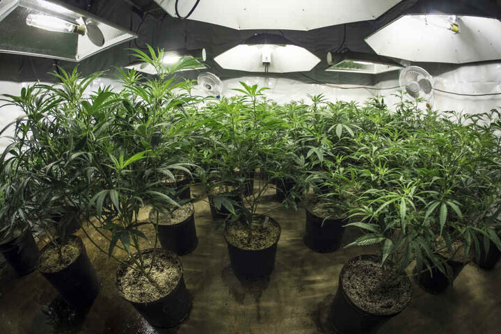 Neben allerlei Waffen fanden die Einsatzkräfte auch eine kleine Cannabisplantage. (Symbolbild)