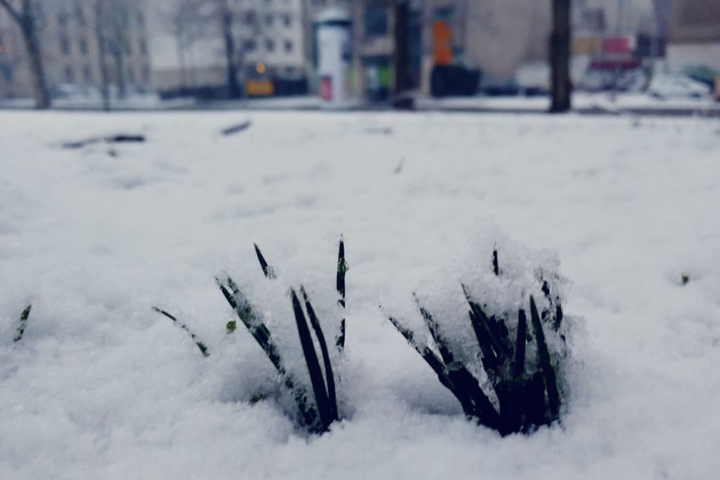 Die Frühblüher (hier am Floßplatz) wurden von der Schneedecke überdeckt.