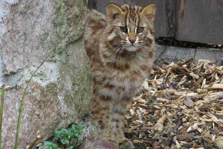 Die entlaufene Armurkatze Finja wird noch immer vermisst.