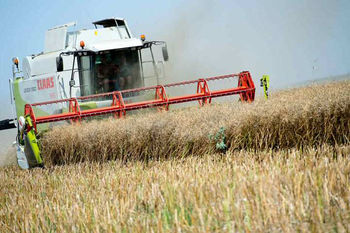Die intensive Landwirtschaft hat schwere Folgen für Vögel in Bayern. (Archivbild)