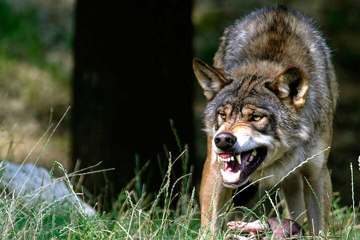 Erneut soll ein Wolf in Weißkeißel einen Hund getötet haben.