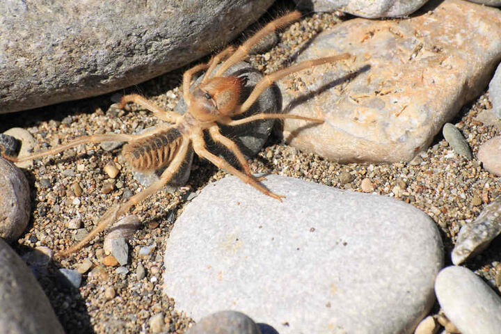 "gofundme"-User vermuten, dass es sich um den Biss einer Kamel-Spinne handelt.