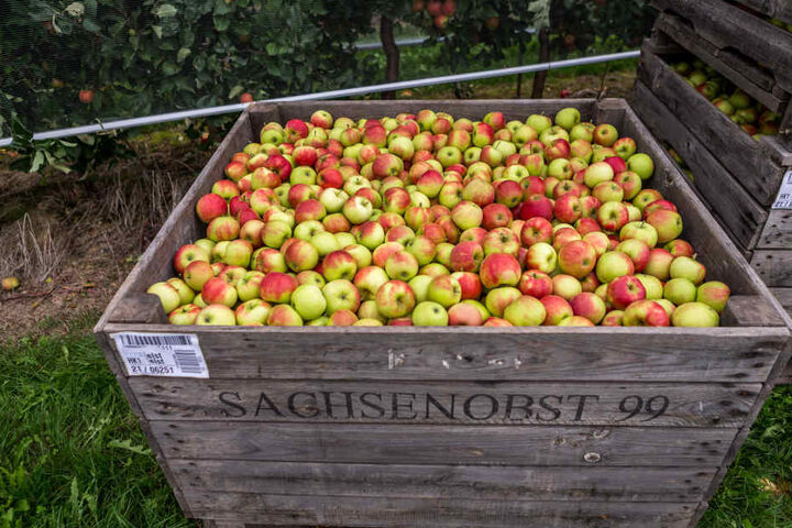 Über 40000 Tonnen Äpfel kommen jährlich von Sachsenobst. Die Aktiengesellschaft hat
sich am Markt durchgesetzt.
