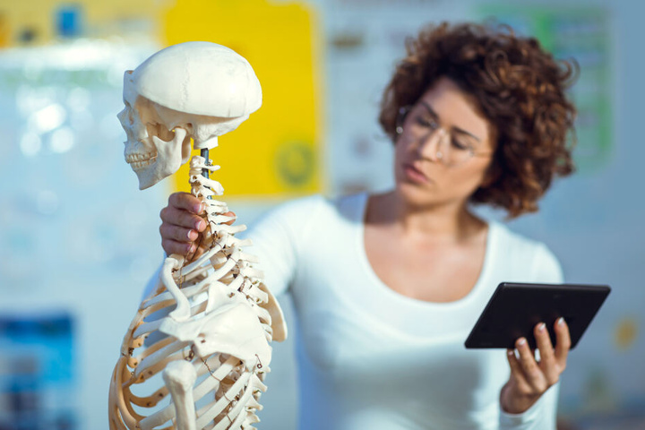 Generationen von Schülern kannten das echte Skelett aus dem Biologie-Unterricht. (Symbolbild)