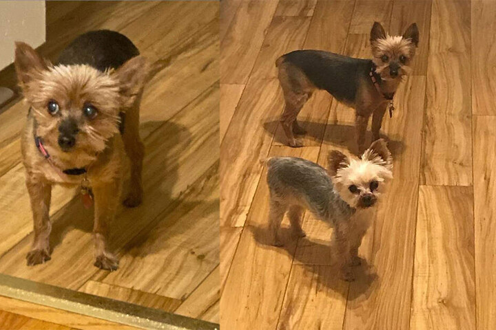 Eifersucht? Chewie soll auf Willa (rechts unten) neidisch sein...