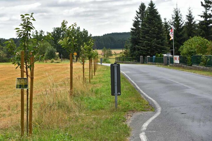 Hunderte Bäume hat Förster bereits gepflanzt.