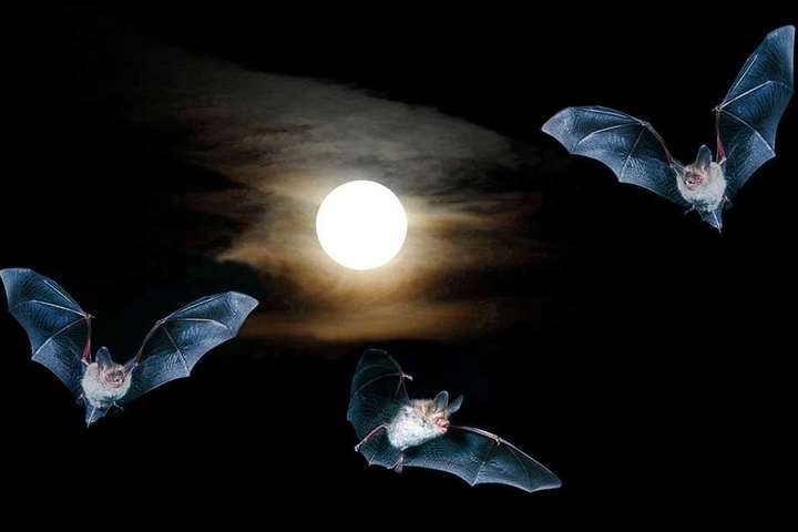 Ein geradezu märchenhafter Schnappschuss gelang Harald Lange mit diesem Bild der Fledermäuse, die vor dem Mond tanzen.