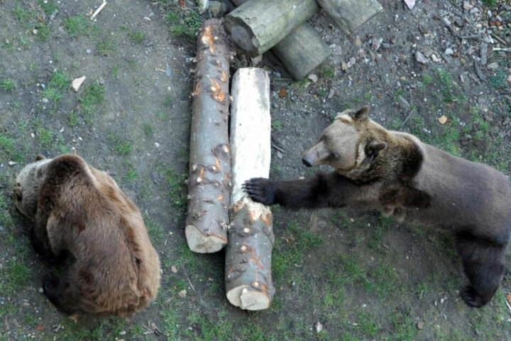 Der Bär ist los! Bea und Benno sind schon aus dem Winterschlaf erwacht.