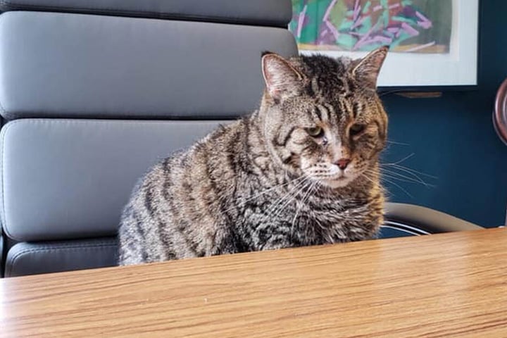 Mr. B sitzt im Chefsessel - er weiß, dass er eine gewichtige Rolle im Tierheim spielt...