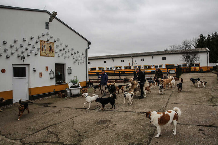 Vierbeiner-Paradies: Auf dem weitläufigen Hofgelände tollen derzeit mehr als 70 Hunde.