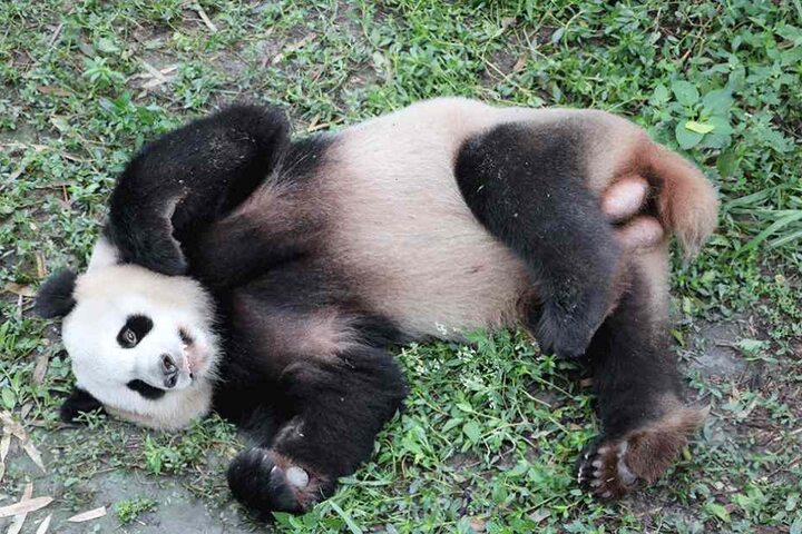 Das Panda-Männchen "Jiao Qing" soll ebenfalls am Samstag in Berlin landen.