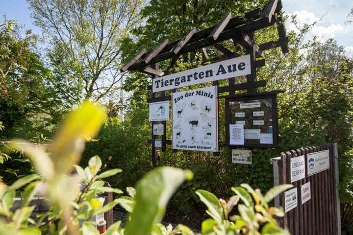 Im Auer "Zoo der Minis" drehte der MDR für seine Sommershow.