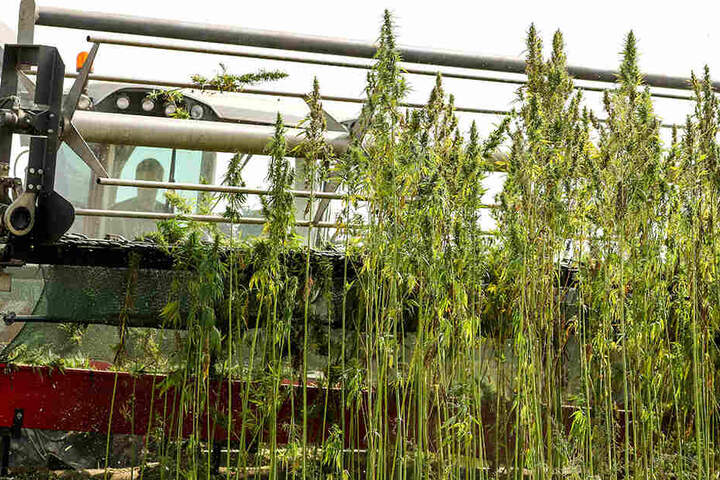 Mit einer eigens entwickelten Erntemaschine wird in Sachsen medizinisches Cannabis geerntet.